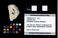 Foto (Objekt + Etikett) von Decapoda indet.  (NHMW-GEO-1990-0041-0414)